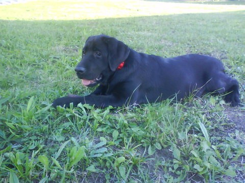 Dante 4 meses Dante 4 meses